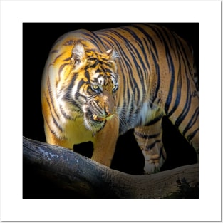 Tiger Animal Feline Wild Life Jungle Nature Freedom Travel Africa Digital Painting Posters and Art